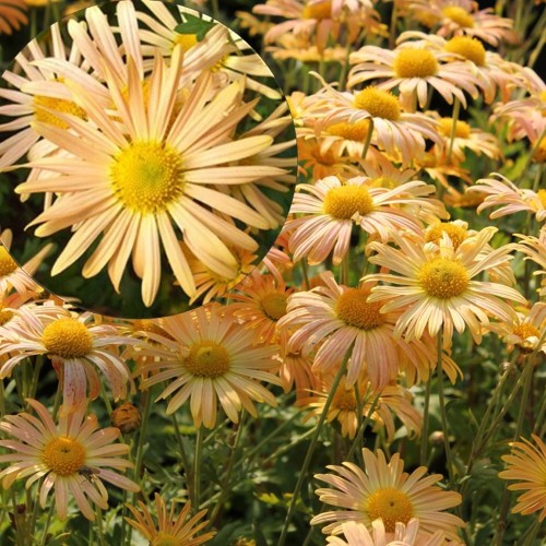 Chrysanthemum x rubellum 'Mary Stoker' - Talikrüsanteem 'Mary Stoker' P9/0,55L